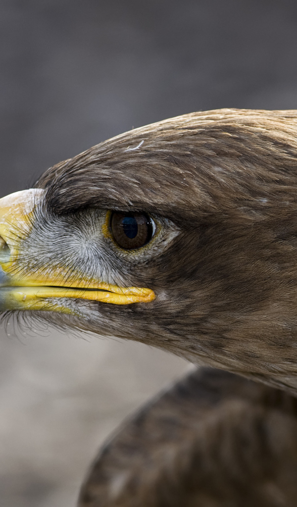 Голова орлана