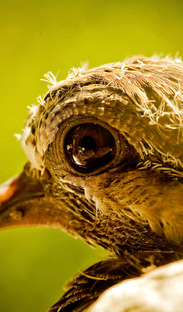 Голова новорожденного птенца