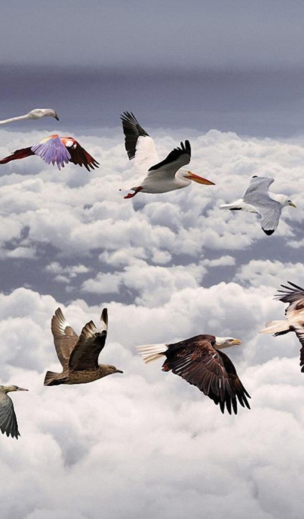 Косяк разных птиц