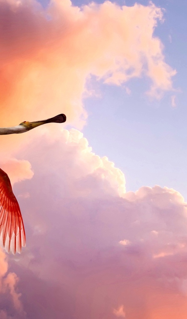 Розовая цапля