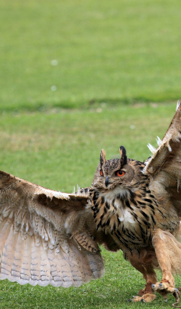Размах крыльев у совы