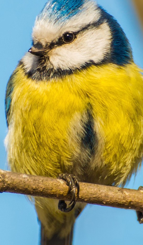 Синица сидит на ветке