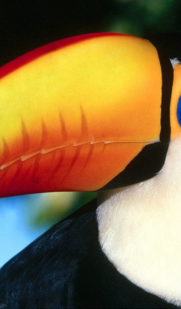 Птица тукан