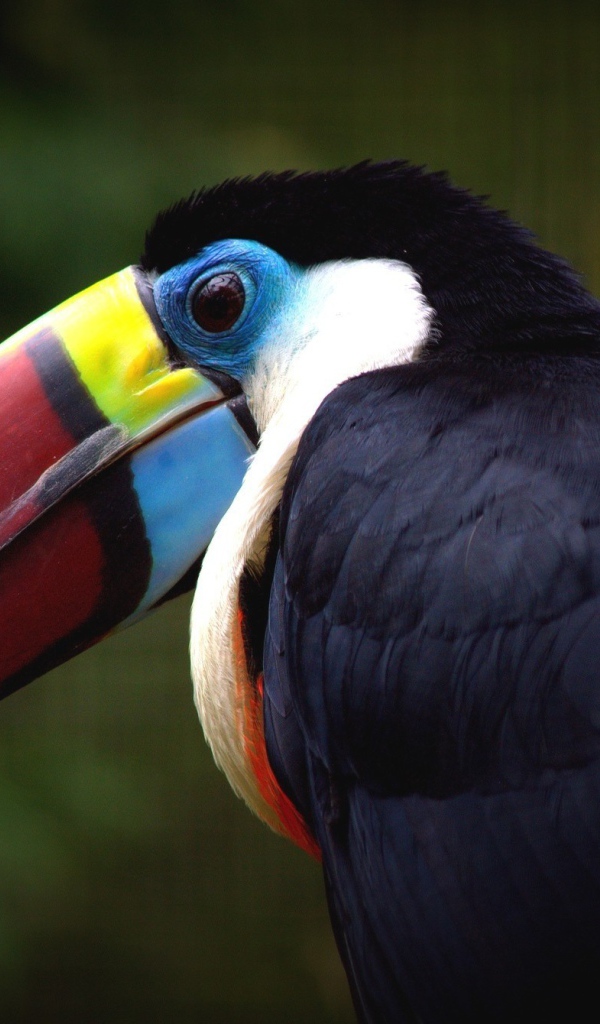 Клюв птицы тукана