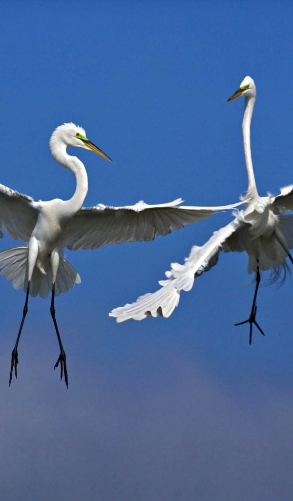 Две птицы в воздухе