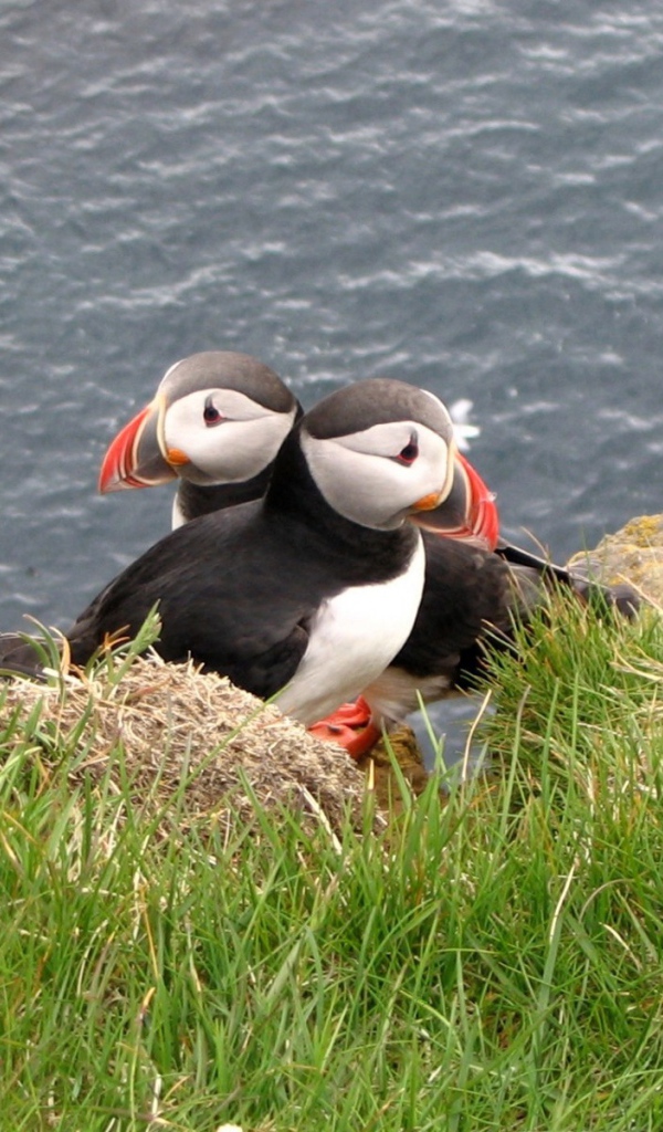 Две птицы в траве