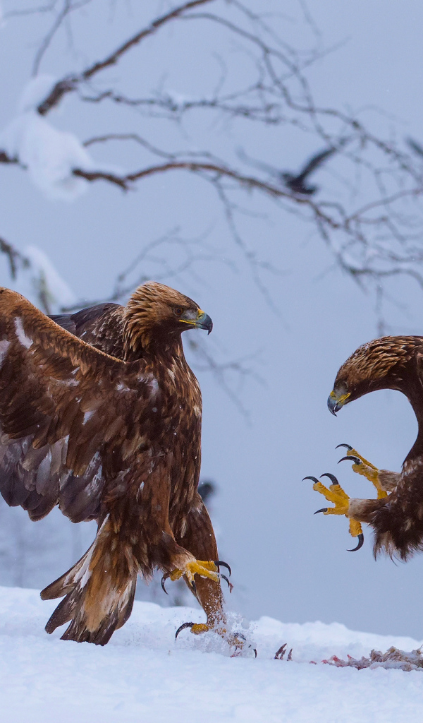 Две птицы зимой