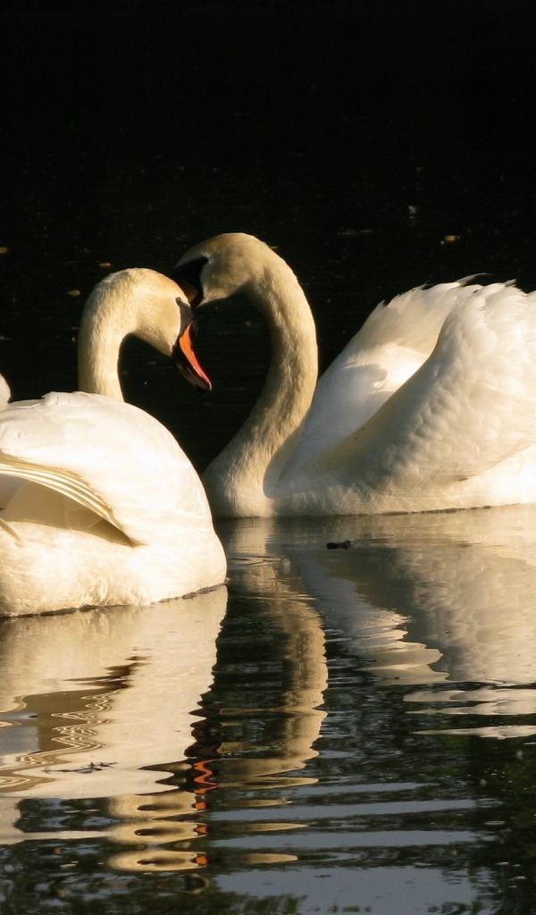 Два лебедя на воде