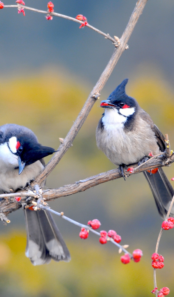 Необычные птицы на дереве