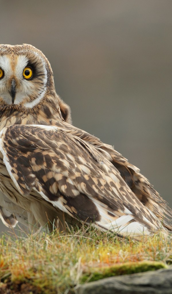 Настороженная сова на траве