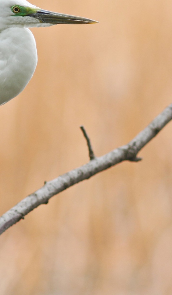 Белая птица