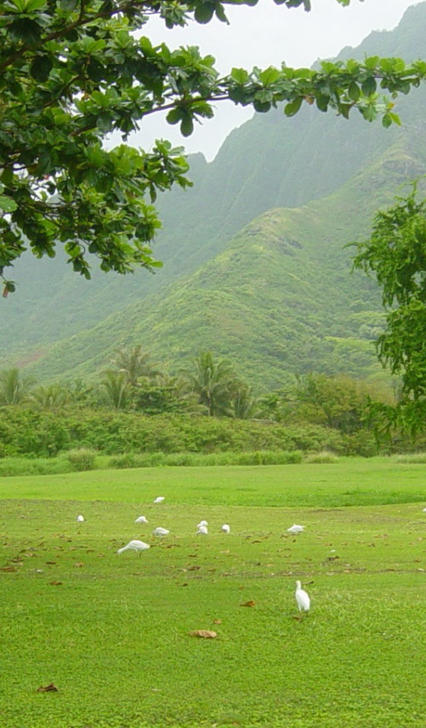 Белые птицы под деревьями