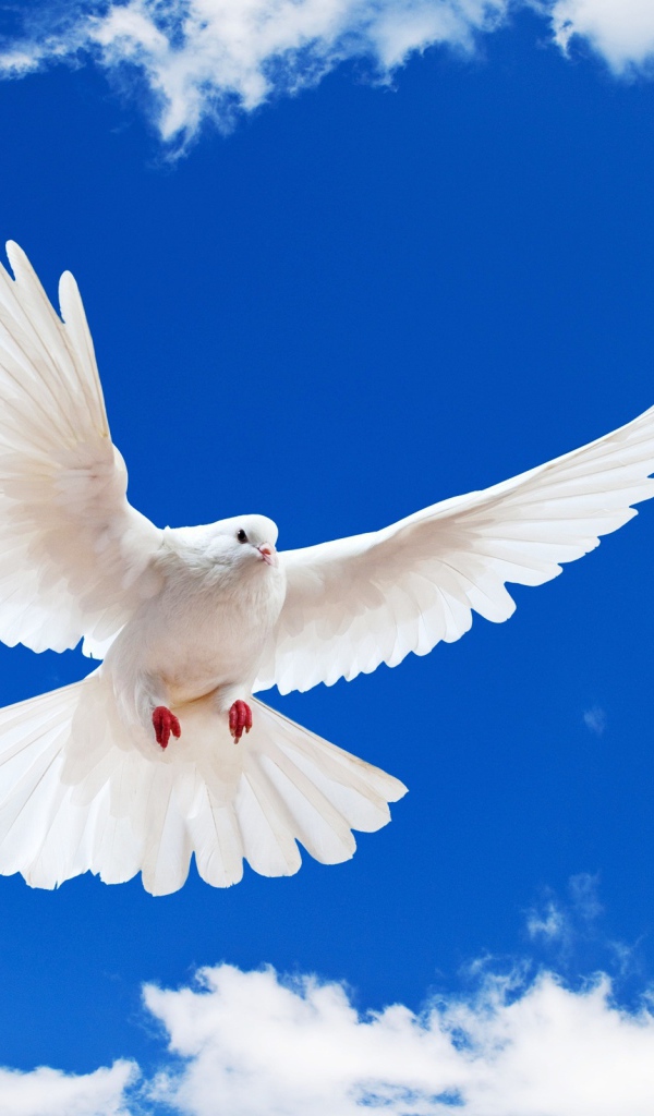 Белый голубь