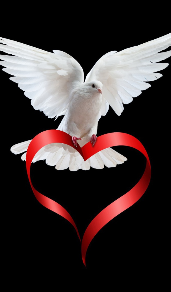 Белый голубь с сердечком