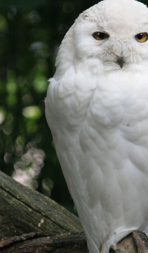Белая сова