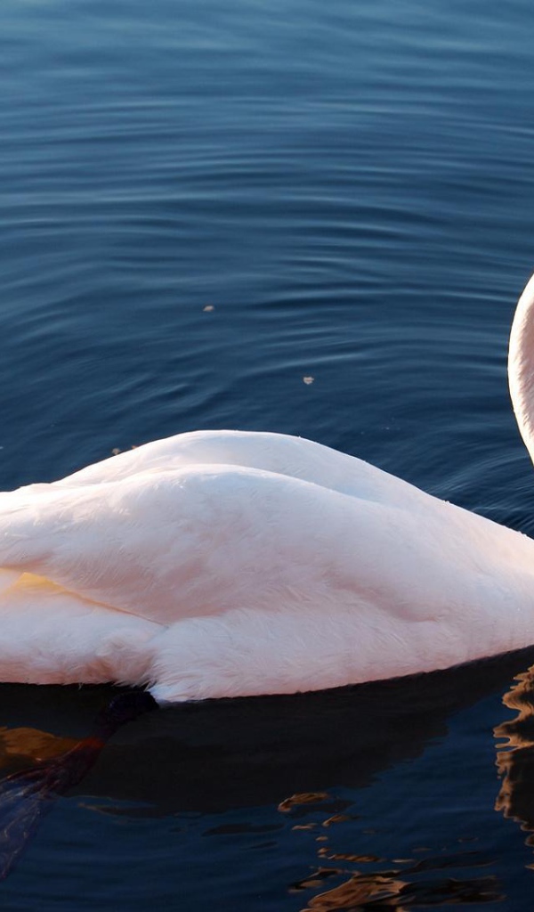 Белый лебедь на озере