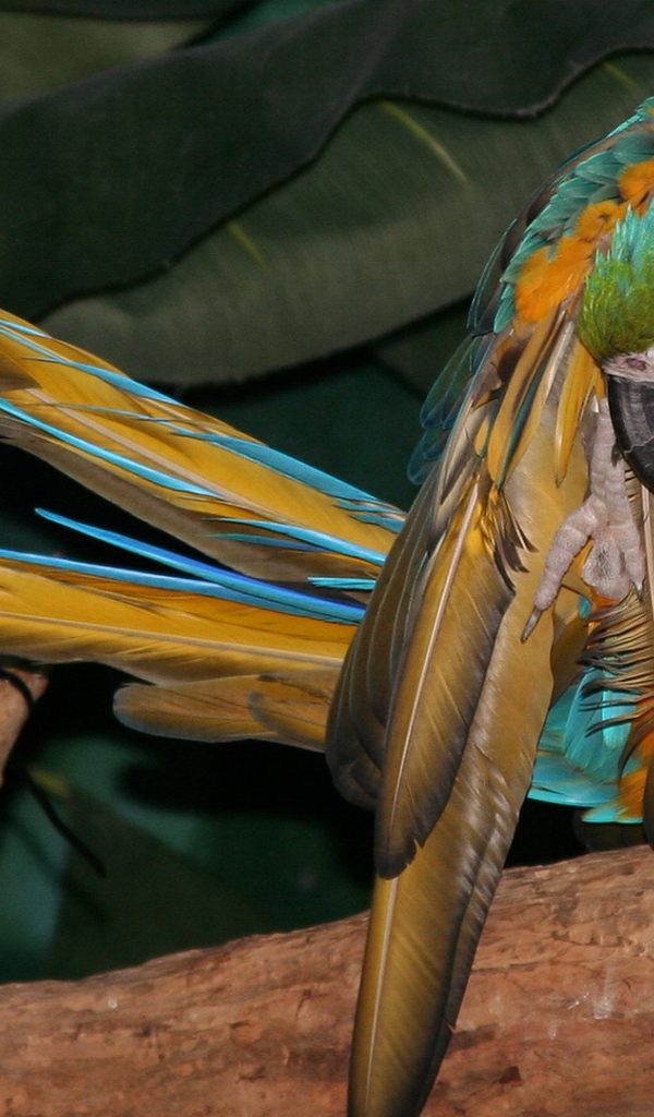 Желто синий попугай