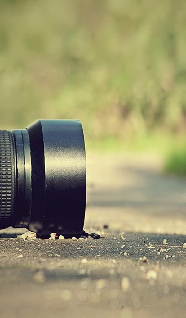 Птицы позируют перед фотокамерой