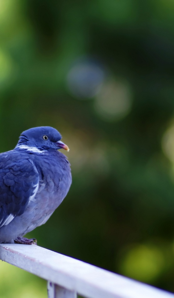 Сизый голубь