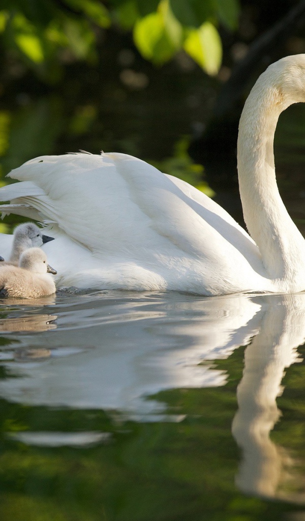 Лебедь со своими детями