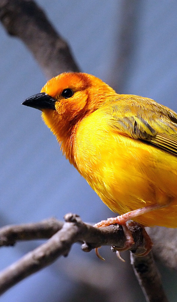 Желтая птица на ветке