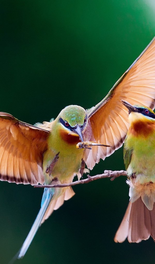 Птица кормит птенца