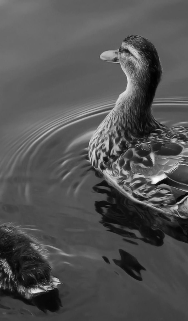 Утка с утенком