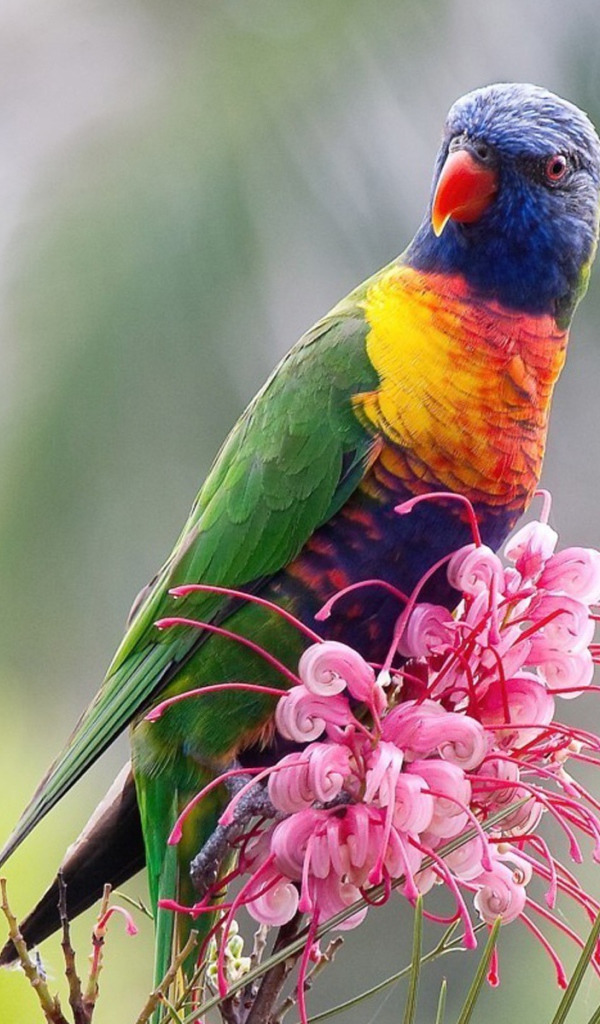 Попугай сидит на цветке