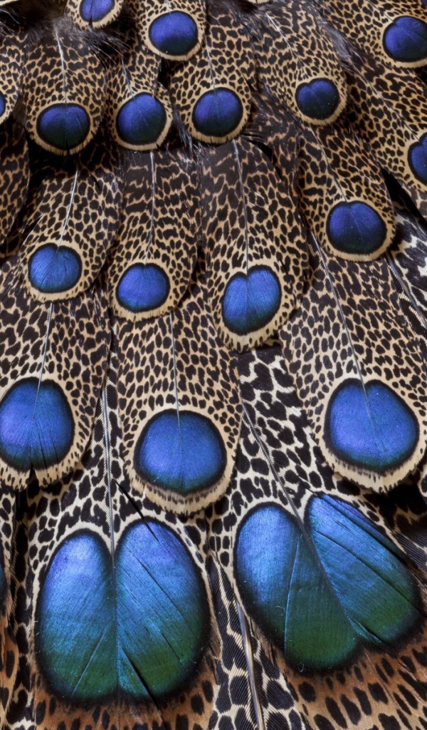 Хвост павлина