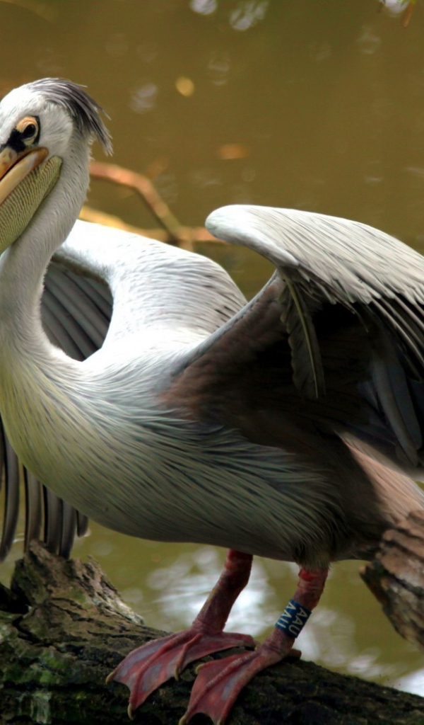 Пеликан на бревне