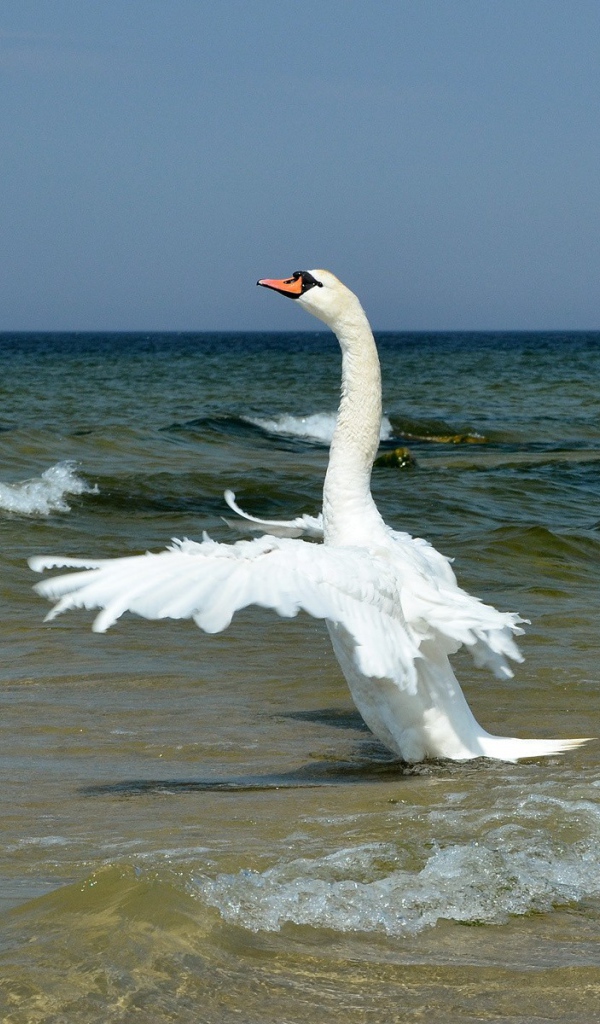 Лебедь на море