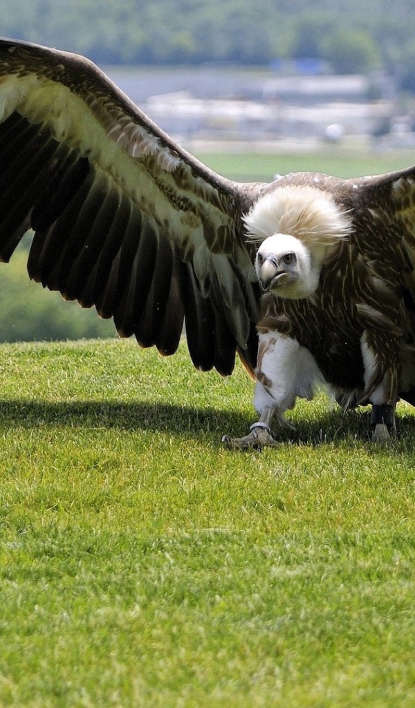 Размах крыльев орла