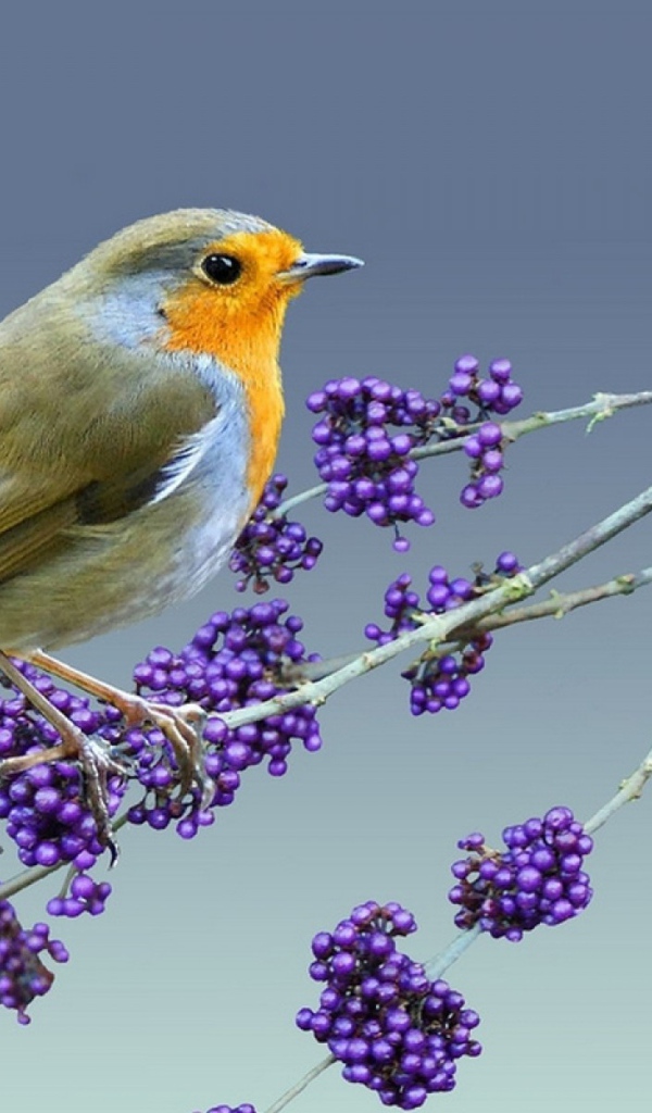 Птица на ветке с ягодами