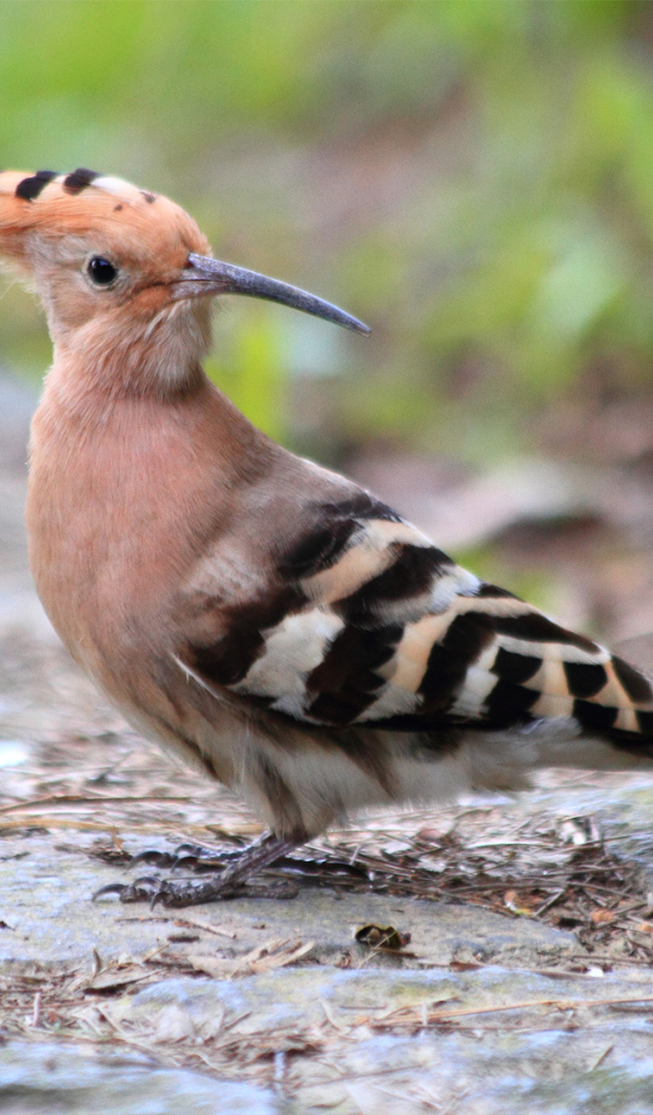 Птица с хохолком