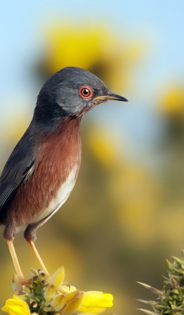Маленькая птичка на цветке