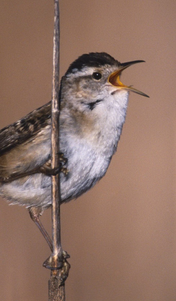 Певчая птица