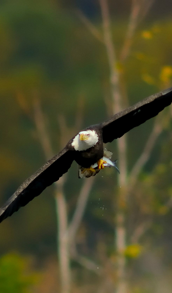 Белоголовый орел
