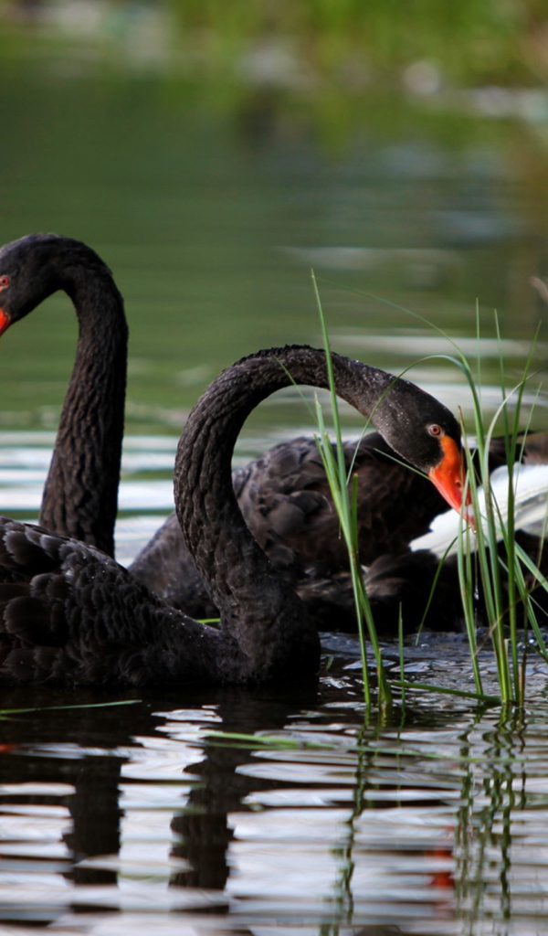 Черные лебеди плавают на озере