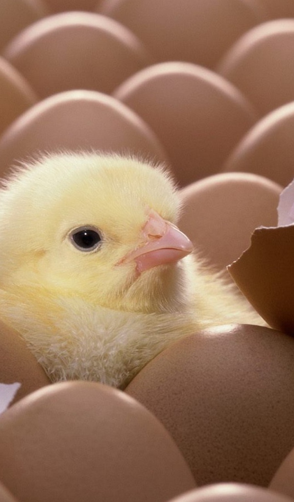 Цыпленок вылупился из яйца