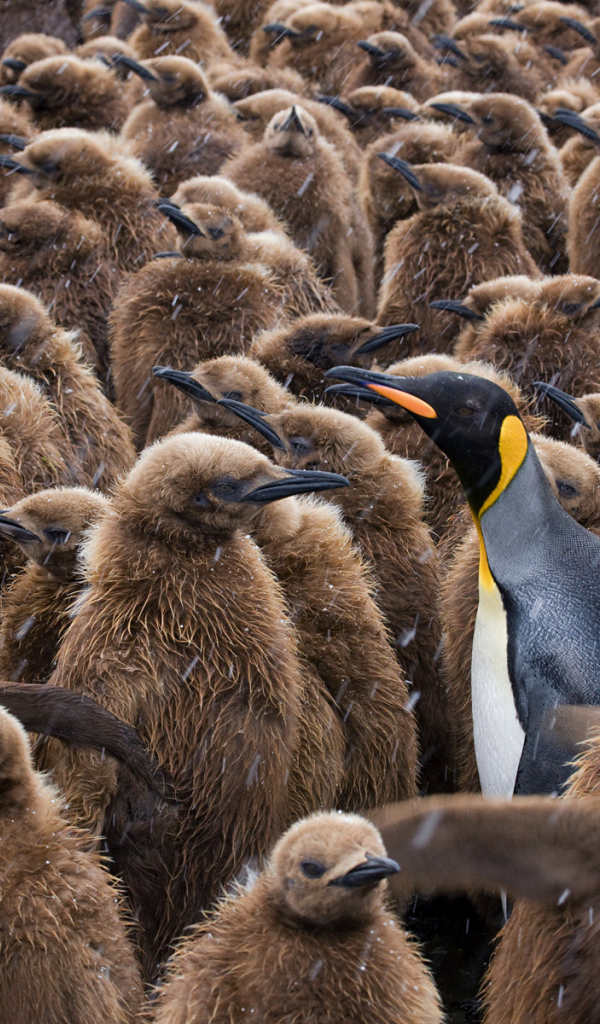 Птенцы пингвинов