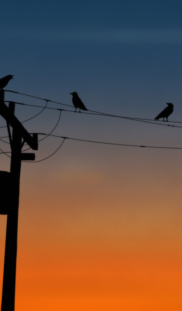 Вороны на проводах