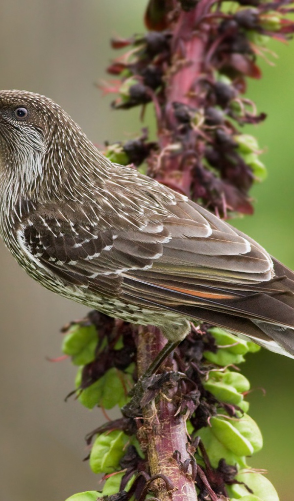 Кукушка на ветке