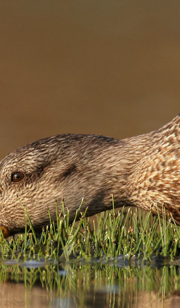 Утка пьет воду