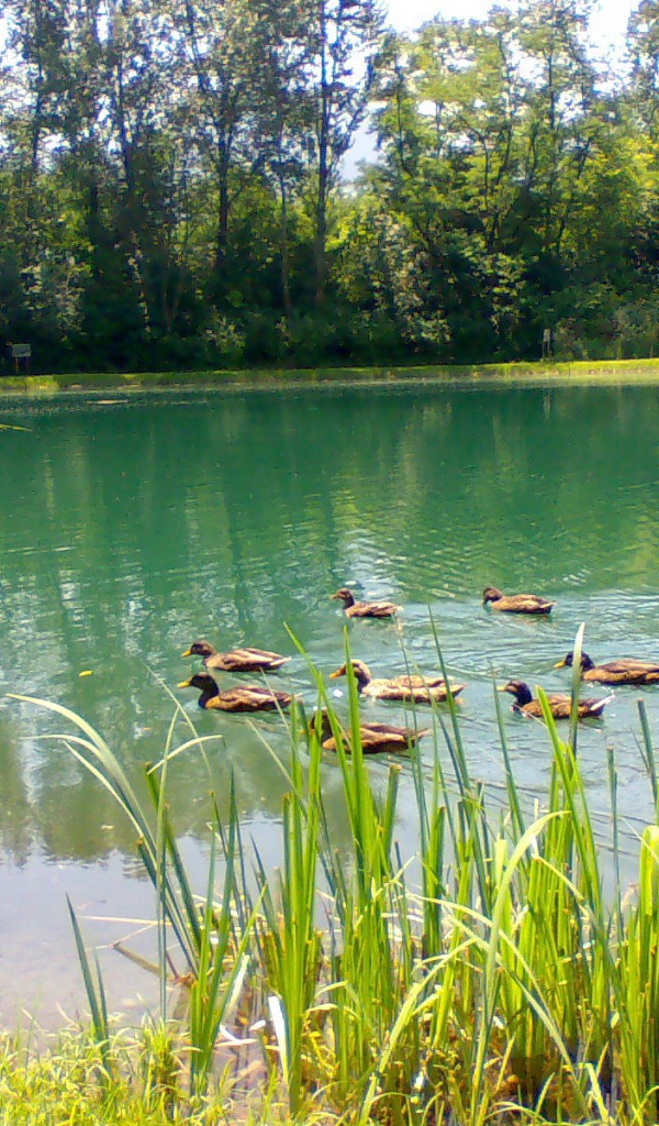 Утки плавают по озеру