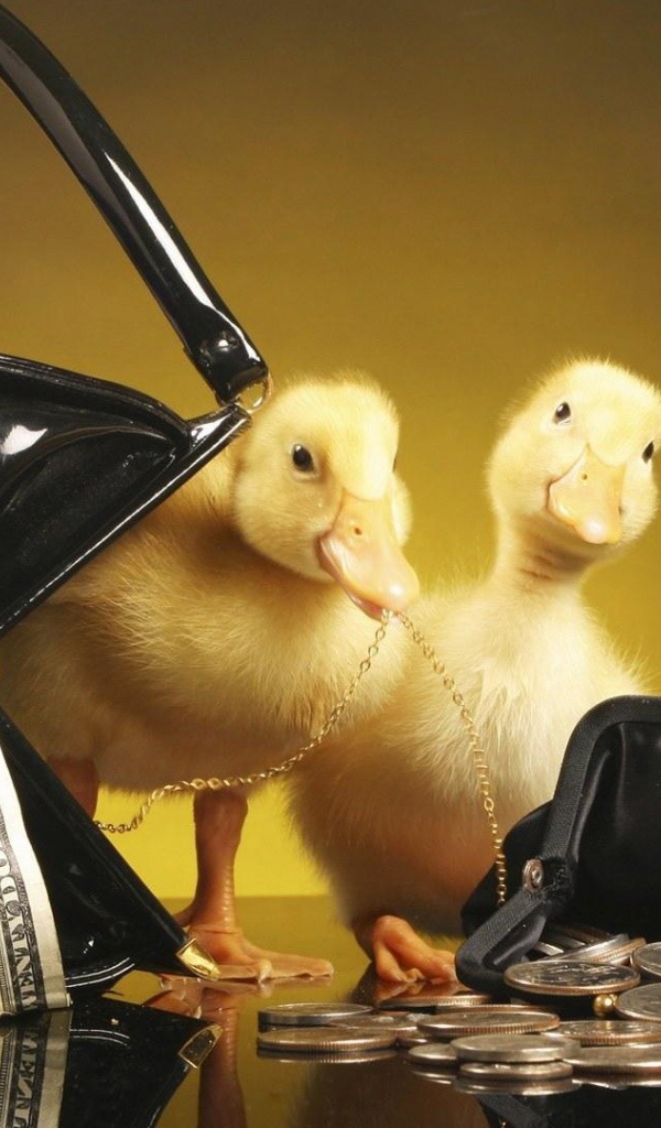 Утята у кошельков с деньгами