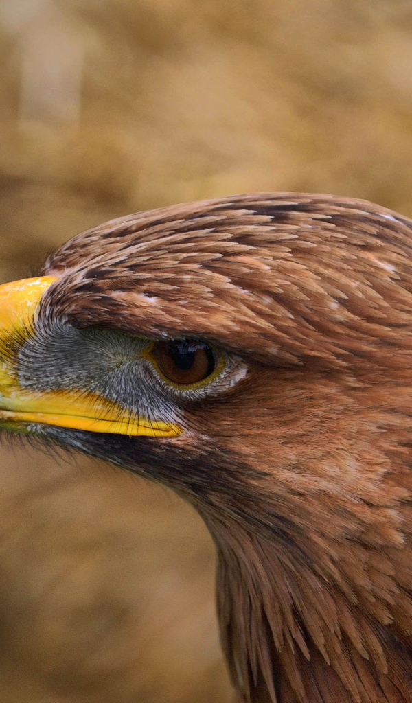 Орел с желтым клювом