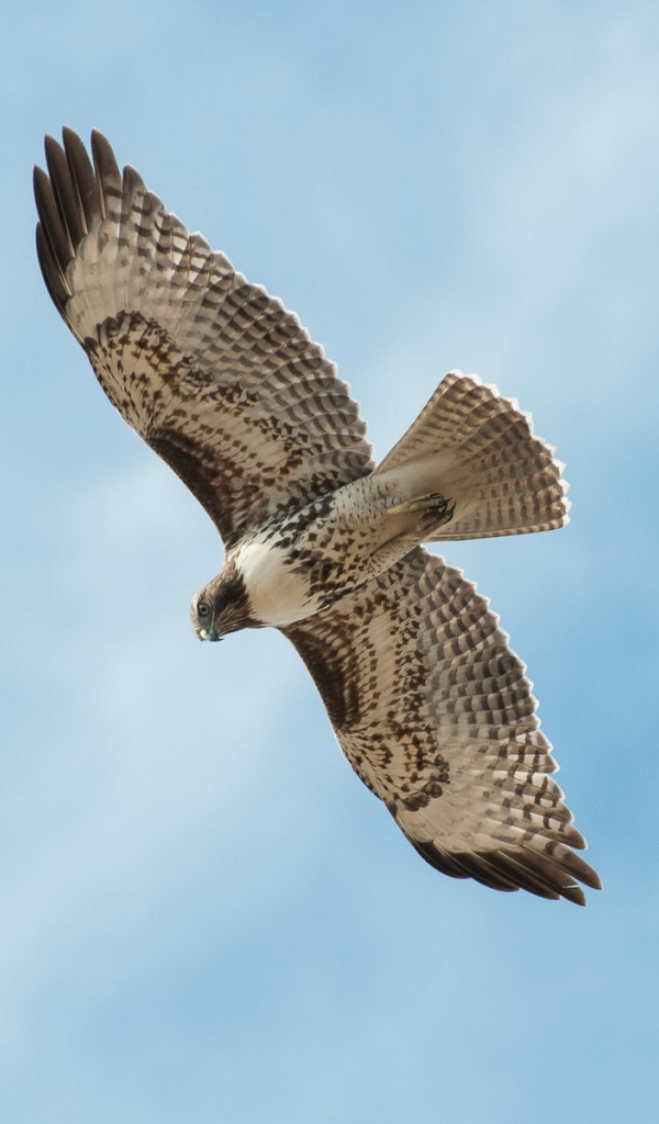 Сокол в полете