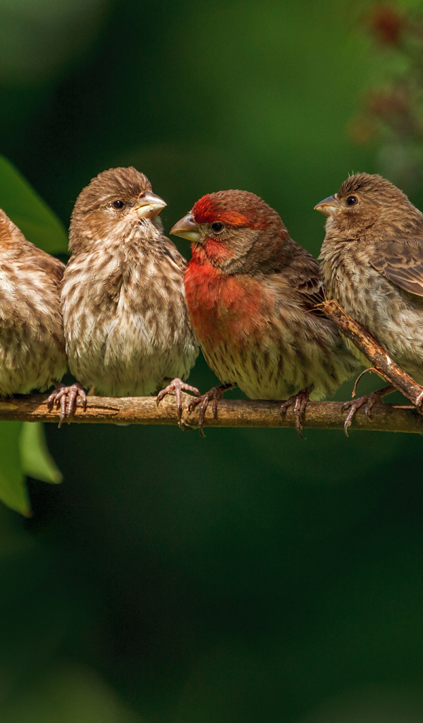 Семья зябликов на ветке
