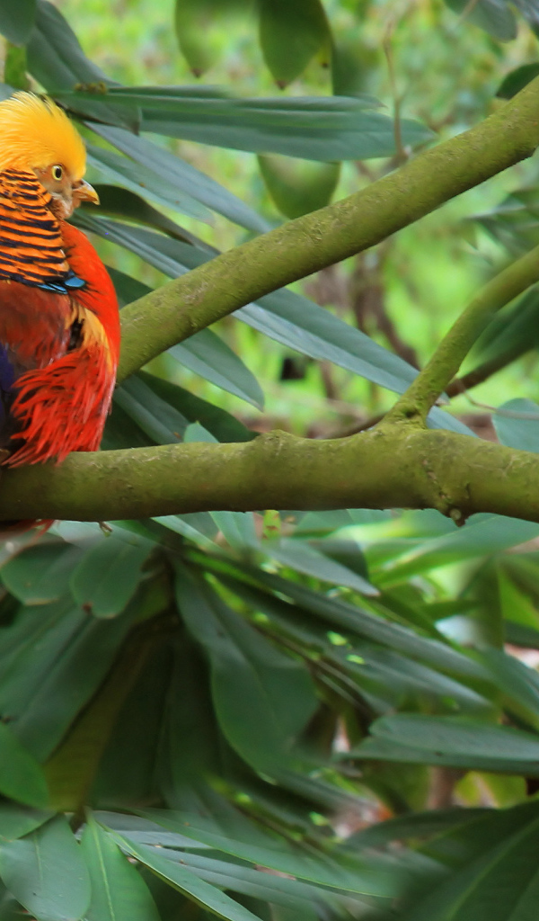 Золотой фазан на ветке