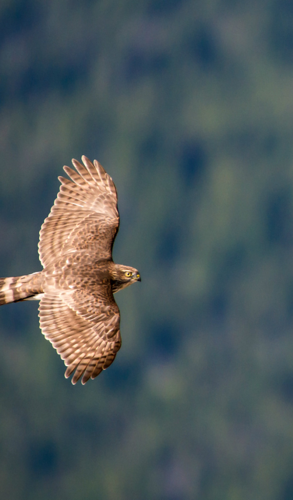 Ястреб в полете